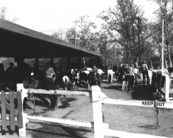 Griffith Park Pony Rides 1954